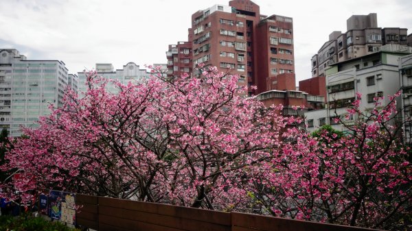 樂活公園櫻花2016489