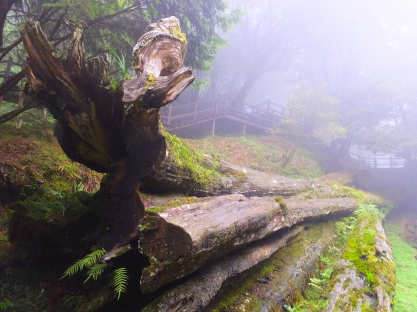走阿里山神木群棧道，漫步在雲端及迷霧森林416034