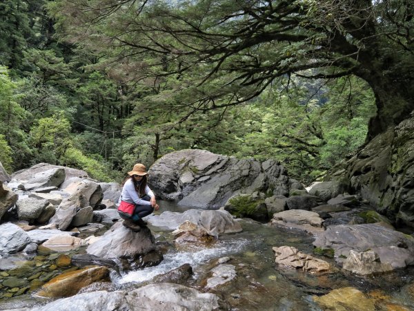 合歡溪步道慢遊 福壽山農場賞秋櫻1462143