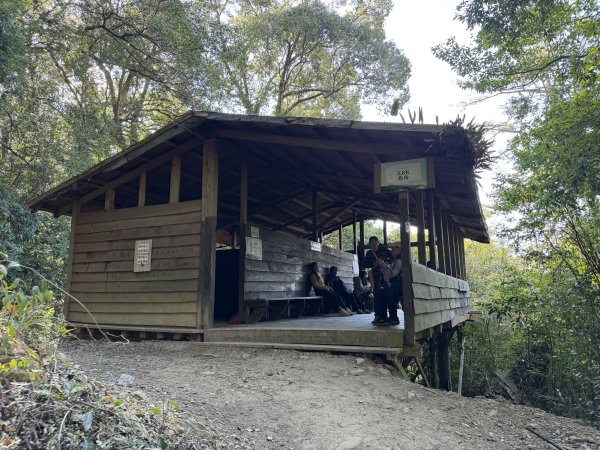 司馬庫斯巨木步道+櫻花祭202602193009434