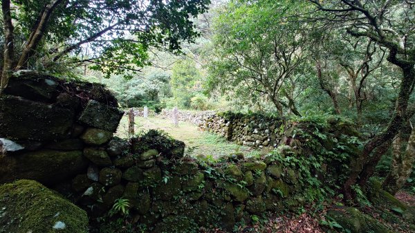 20260125 陽明山前後山健行(無極天元宮~山仔頂步道.向天池.向天山.面天山.二子坪)2998045