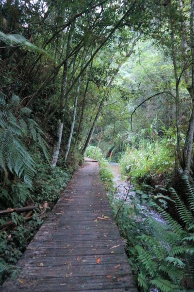 〔南投魚池〕澀水森林環狀步道，田頂步道。我真的走入侏儸紀公園裡！！！原來摸黑下山是這種感覺！！！2264358
