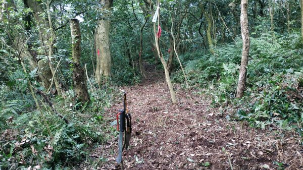 ✅糞箕湖古道回修擴徑.糞箕谷/串接完成 (溝渠遺址出土.糞箕湖雙線谷道貫通.全段新徑開通)2579828