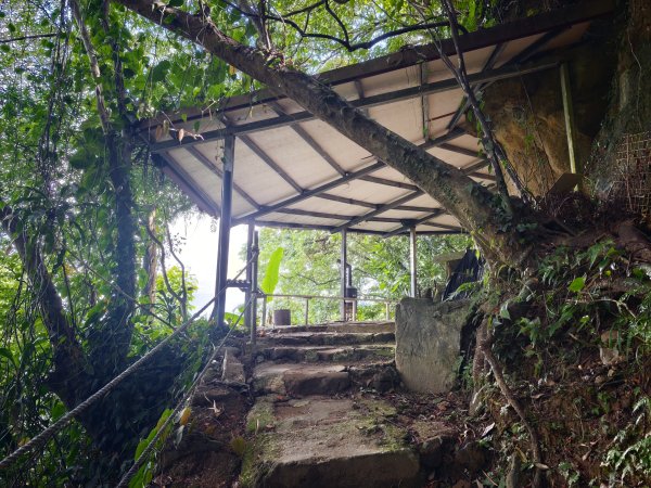 [淡蘭古道] 2026_0523 南路第一段_妙高台步道3069508