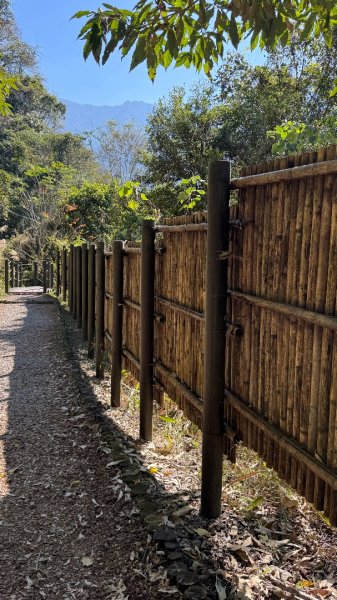 雪山坑登山步道尋巨人2978258