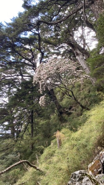 玉山前峰。石瀑大餐吃飽吃滿1482898