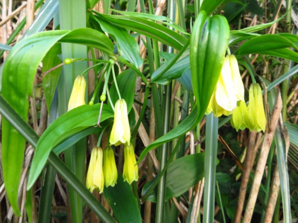 陽明山國家公園原生花草62460