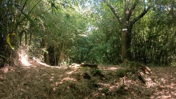 基隆市暖暖車站-暖壽山-暖東苗圃-頂寮山-清法戰爭砲台遺址-碇內3091328