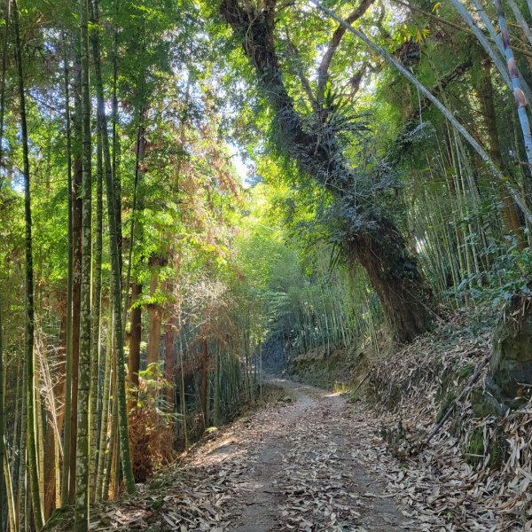 溪頭鳳凰山隆田線（小百岳）2350870