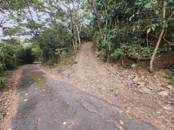 20260224雞隆山、八角林山、上果作園山3023625