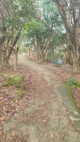 2025-0204 鶯歌_大凍山_三角埔頂山_迴龍2707963