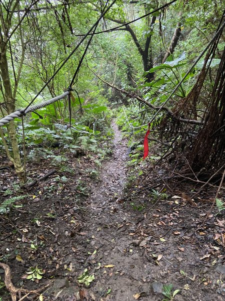 20231230新北八里觀音山O型縱走 - 鷹仔尖 -> 占山 -> 觀音山 -> 牛港稜山2406617