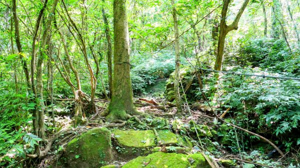 磐石嶺,鳥嘴尖,姜子寮山,姜子寮絕壁2863520