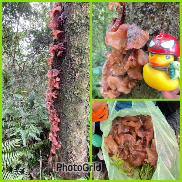 銀河洞越嶺貓空-新高麗坑山-銀獅縱走-猴山岳群峰+三條魚縱走3032097