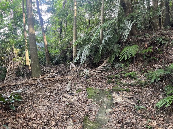 [微笑山線_第五段] 2025_0705 天上山系_五尖山2830323