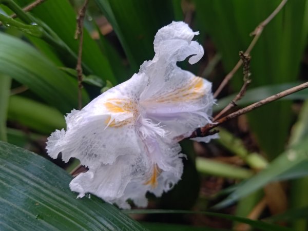 回歸自然的杜仔湖步道上雙子山2677788