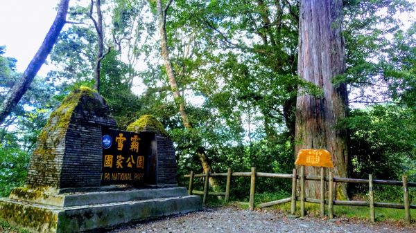 觀霧的雲霧步道與巨木步道218283