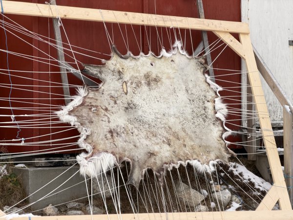 [紐約馬之行-26] 2025_1105 努克濱海木棧道(Nuuk Boardwalk)-上2947568