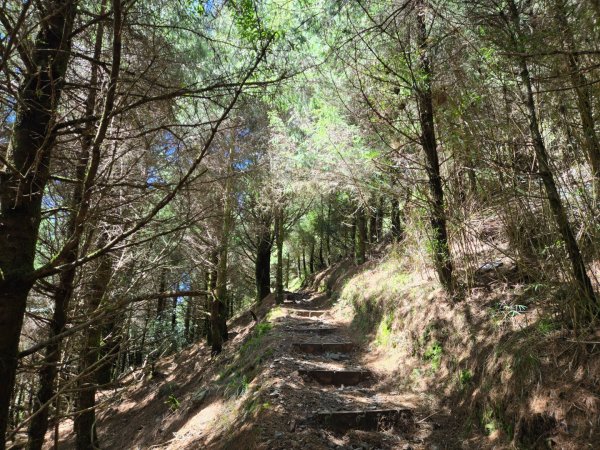 塔塔加步道（大鐵杉登山步道）2883107