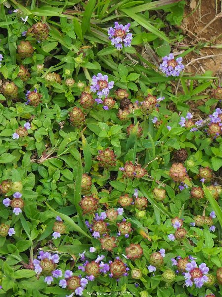 《新北》草原牛群｜貢寮桃源谷步道(內寮線)201805172887807
