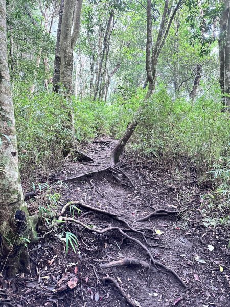 絕美柳杉林民都有山涼爽舒適2604515