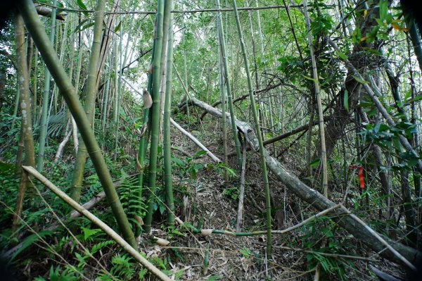 新北 三峽 內詩朗山、金平山2950910
