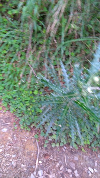 2017.07.07-08雪山主東峰876547