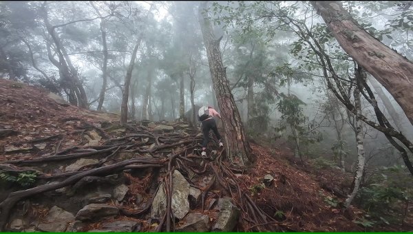 台中 鳶嘴稍來山O繞+稍來神木2989466