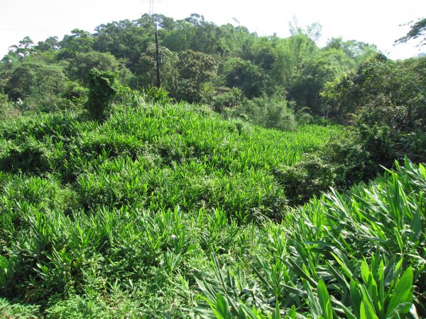 深坑向天湖古道1957673