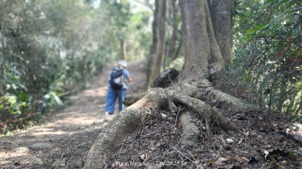 《南投》古道巡禮｜八通關古道社寮線蜈蚣崙段202511152937049