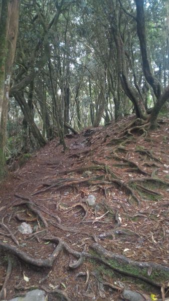 鳶嘴山、稍來山縱走107233