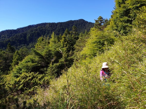 箭竹海游不停之 天巒池+武法奈尾山1064258