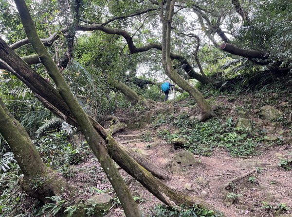 [微笑山線_第一段] 2025_0720 大棟山系_鎮遠山2843559