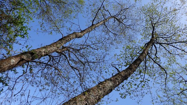 尋幽訪古遊走千年巨木和幻霧美森的樂山林道2882342