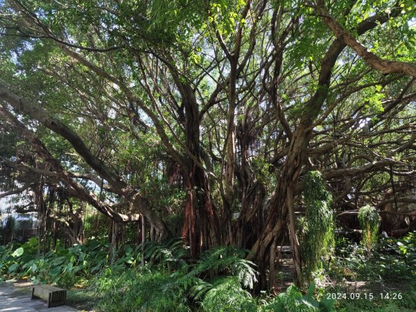 大安森林公園、劍潭公園、大港墘公園【走路趣尋寶】【臺北健走趣】2594678