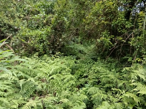 瑞芳區過港山+四腳亭砲台+深奧砲台山P字走2803748