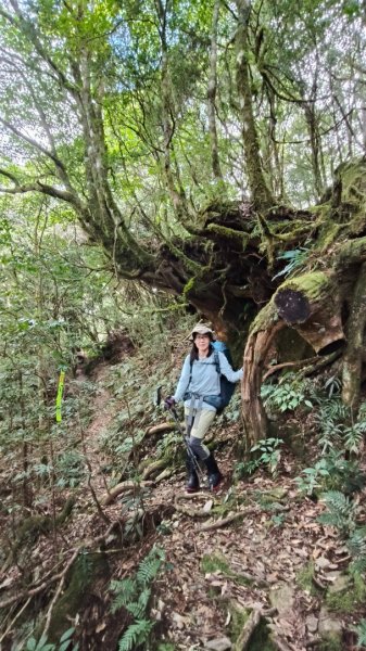 干卓萬群峰五天1141001~052906193