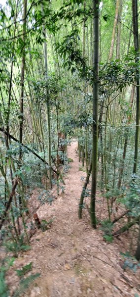 2023-11-25溪頭鳳凰山步道2360993