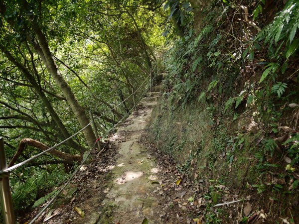 [淡蘭古道] 2026_0523 南路第一段_妙高台步道3069503