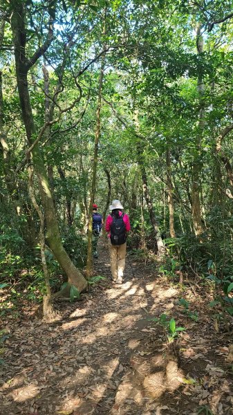 2023-11-19 楓林橋-溪山里山-甜水鴛鴦湖-帕米爾公園-聖人橋O型2352647