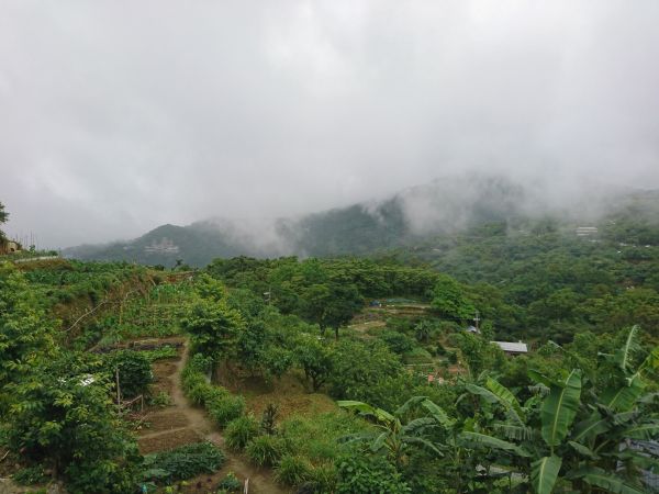 貓空樟樹步道 2017.05.21139498