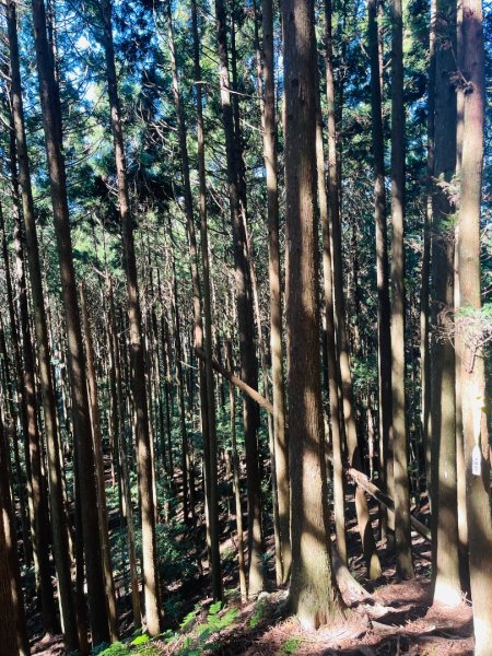 1141116油羅山2946432