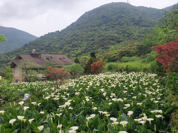 竹子湖派出所景觀臺＞水車寮步道＞頂湖＞小觀音棧（陽明山尋印者）
