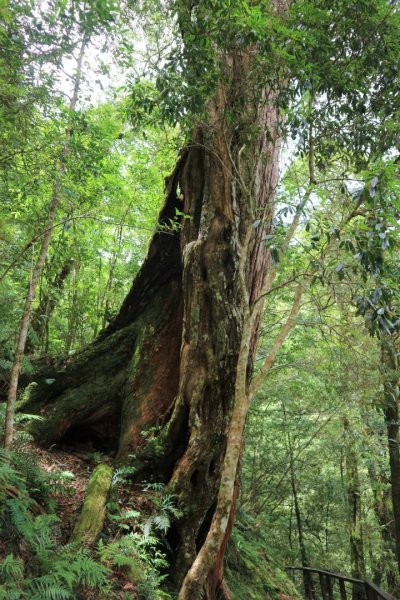 〔桃園復興〕拉拉山巨木，史詩級魔幻森林，75公頃紅檜 扁柏森林浴2237071