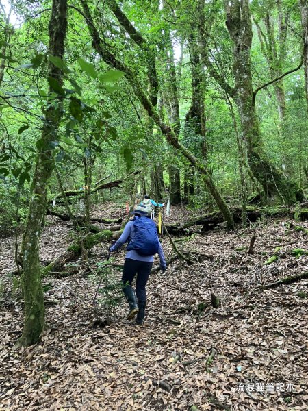 【羅馬縱走】山林巨木饗宴，夏季避暑的縱走路線2888207