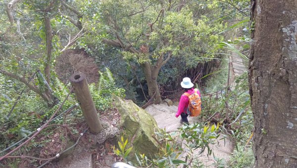 (姨婆趴趴走)第五十集:新北樹林大同山、青龍嶺、大棟山諸峰連走2751566