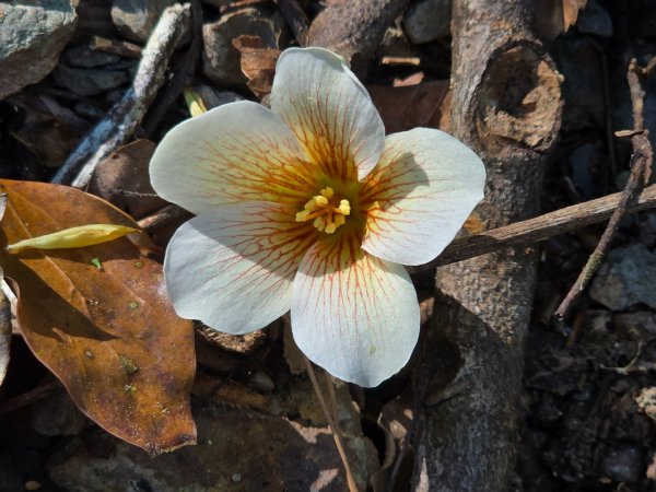 谷關松鶴橋對面的德芙蘭生態步道順登東卯山西南峰2748336