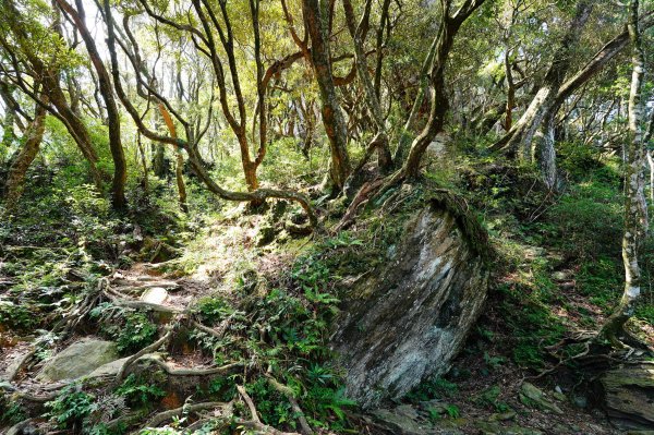 桃園 復興 上宇內山、南插天山3129144