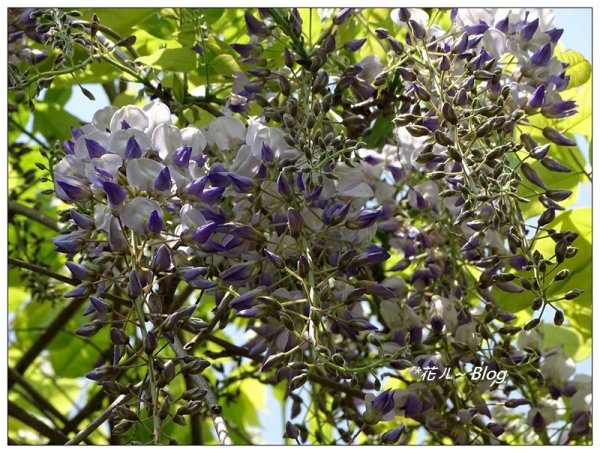 阿里山慈雲寺の紫藤2782148