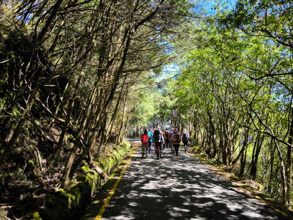 2025-08-24 塔塔加-大鐵杉-鹿林山莊-鹿林前山-鹿林山-黑森林-玉山登山口-上東埔2869079